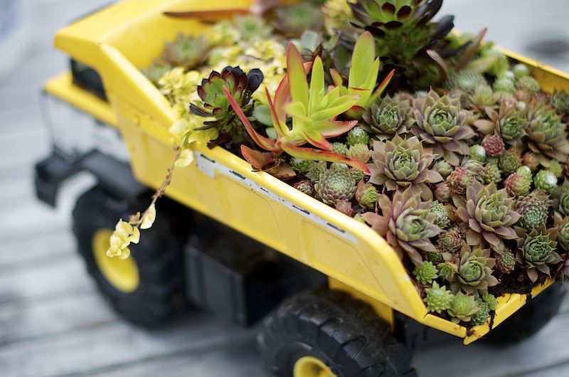 Un camión de juguete mantiene un jardín suculento