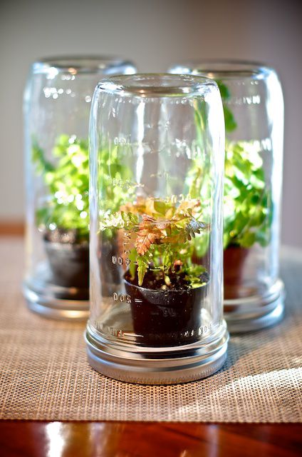 Pequeñas plantas crecen en cada terrario Mason jar que sirve de mini macetas