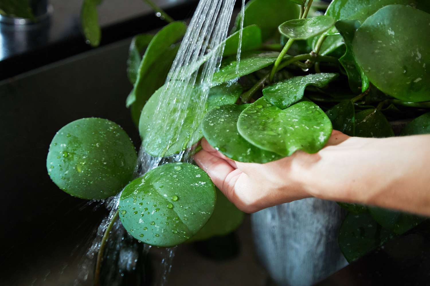 Planta de interior enjuagada con agua corriente para eliminar los áfidos